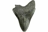 Bargain, Fossil Megalodon Tooth - South Carolina #168222-1